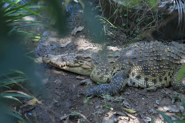 Crocodilos Dormem Debaixo Das Árvores Junto Lago — Fotografia de Stock