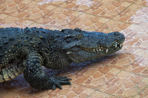 Krokodýli Chodící Dlaždicích Farmy — Stock fotografie