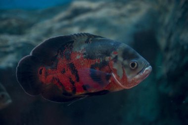 Astronotus ocellatus akvaryumda. Vahşi yaşam hayvanı..