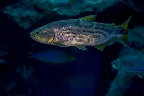 Salminus Brasiliensis Acuario Fauna Silvestre — Foto de Stock