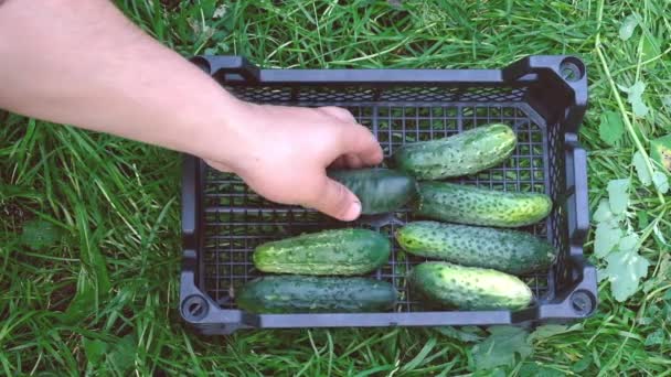 Farmer puts cucumbers in a box.. Concept of biological — 비디오