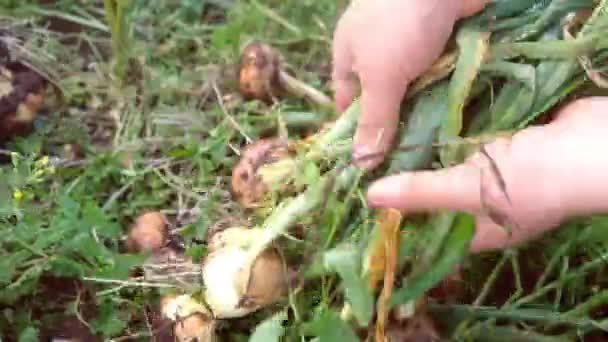 Жатва лука на ферме. овощи — стоковое видео