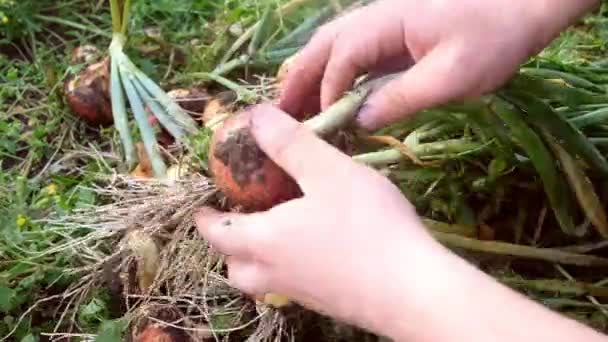 Uien oogsten op de boerderij. Groenten — Stockvideo