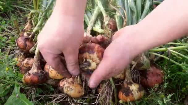 Sklizeň cibule na farmě. zelenina — Stock video