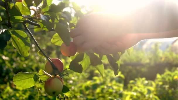 Manos recogiendo manzanas en el jardín — Vídeo de stock