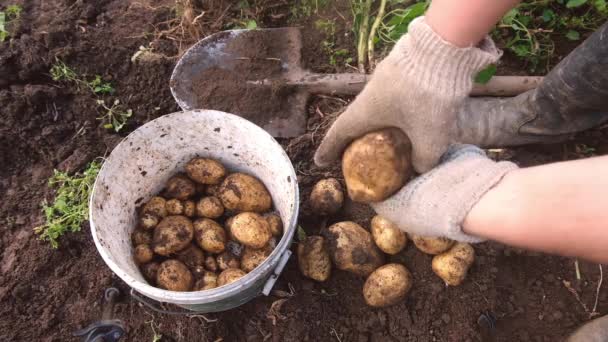 Agriculteur détient de jeunes pommes de terre jaunes, récolte, travail saisonnier dans le champ — Video