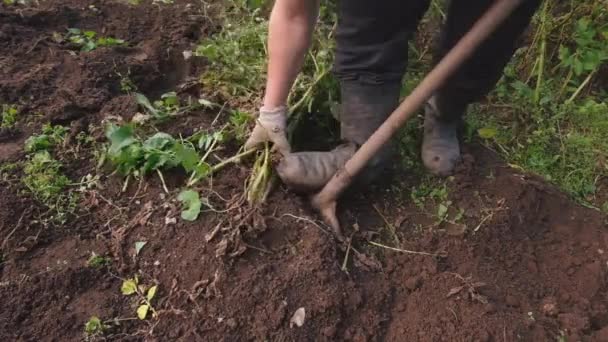 Farmer holds young yellow potatoes, harvesting, seasonal work in the field — Stock Video