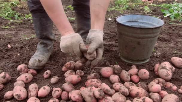 Фермер держит молодой желтый картофель, уборка урожая, сезонные работы в поле — стоковое видео