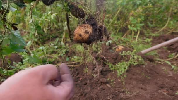 Boer houdt jonge gele aardappelen, oogsten, seizoensarbeid in het veld — Stockvideo