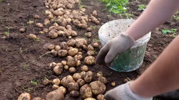 Agriculteur détient de jeunes pommes de terre jaunes, récolte, travail saisonnier dans le champ — Video