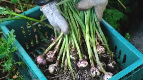 Vers geoogste knoflook op de grond — Stockvideo