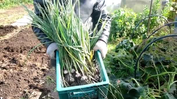 Ajo recién cosechado en el suelo — Vídeo de stock