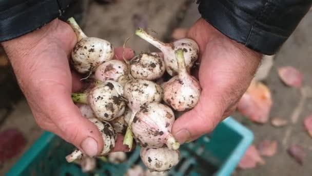 지상에 갓 수확된 한 마늘 — 비디오