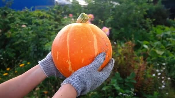 Pompoen in vrouwelijke handen. Vlakke lay, bovenaanzicht herfst concept. — Stockvideo