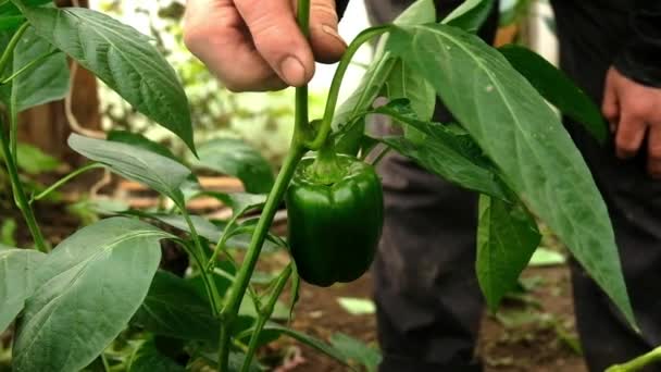 Een man plukt groene paprika 's. — Stockvideo