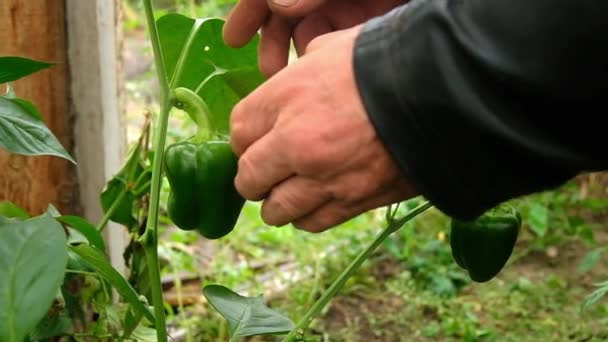 Un homme cueille des gros poivrons verts . — Video