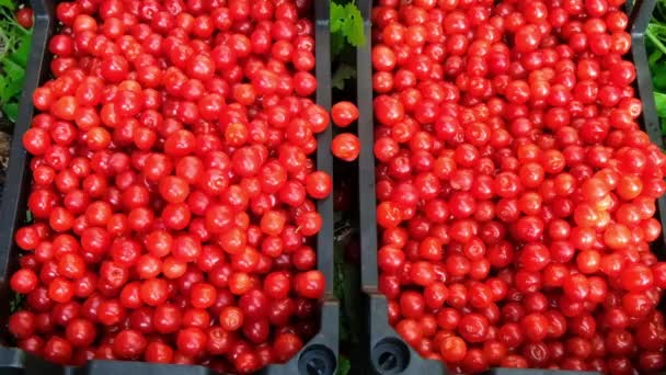 Сбор вишни. Коробка с ягодами — стоковое видео