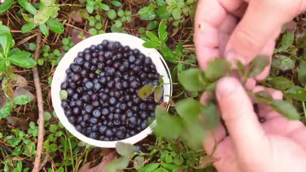 Freshly picked wild blueberries. Fresh Blueberries or Bilberries. Group of blueberry or stack of blueberries concept. — 비디오