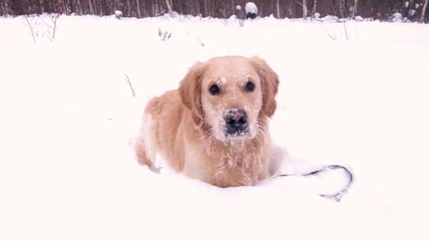 Köpek kışın yürüyüşe çıkar. Bir köpeğin portresi. — Stok video