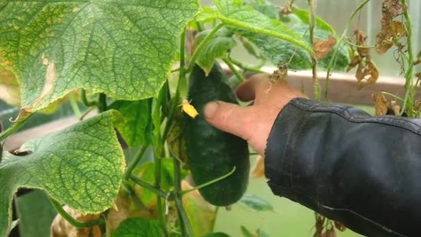 Agricultor recoge pepinos en una caja — Vídeos de Stock