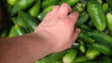 Çiftçi bir kutuda salatalık topluyor.