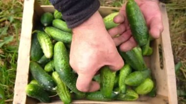 Çiftçi bir kutuda salatalık topluyor.