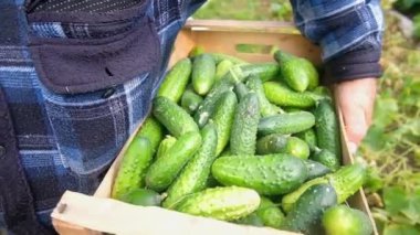 Çiftçi bir kutuda salatalık topluyor.