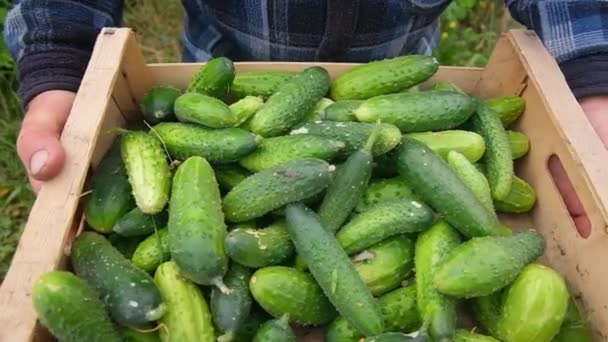 Farmer collects cucumbers in a box — Stock Video