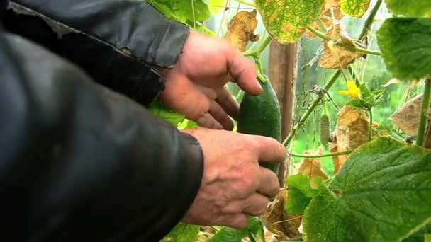 Фермер збирає огірки. свіжі овочі — стокове відео