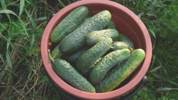 Mannelijke boer verzamelt komkommers in een emmer — Stockvideo