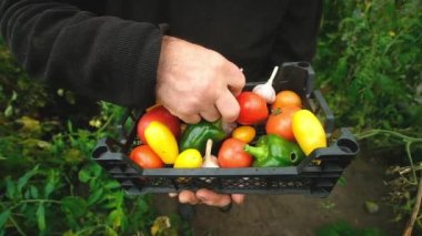 Farmers Market: Farmers hands holding a vegetable Harvest agricultural industry concept. Organic farm