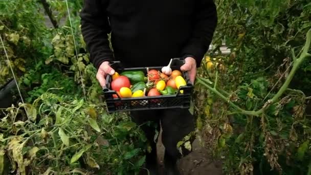 Farmers Market: Farmers hands holding a vegetable Harvest agricultural industry concept. Organic farm — Stockvideo
