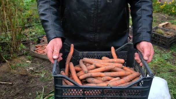 Agricultor en campo hombre sosteniendo en las manos biológico producto orgánico de zanahorias. zanahoria — Vídeo de stock