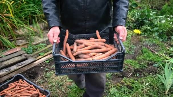 Agricultor en campo hombre sosteniendo en las manos biológico producto orgánico de zanahorias. zanahoria — Vídeo de stock