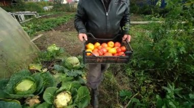 old farmer carrying tomatoes in w boxes in a greenhouse.