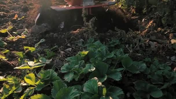 Seorang pria mengolah tanah dengan motor-kultivator. — Stok Video