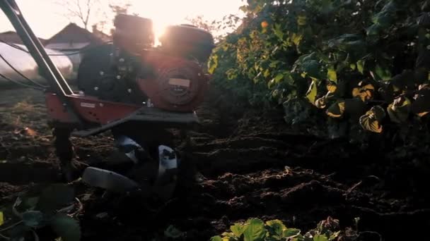 Um homem cultivando terra com motor-cultivador . — Vídeo de Stock