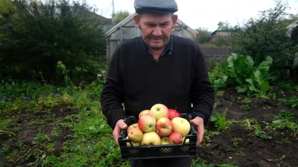 Oude man plukt appels in de tuin. — Stockvideo