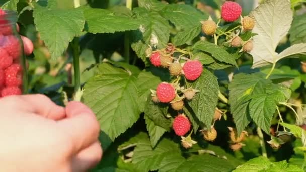 Plocka hallon i trädgården. Till burken — Stockvideo