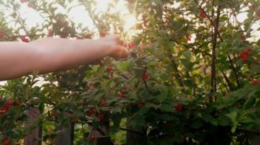 Kiraz topluyorum. El bir daldan böğürtlen topluyor.