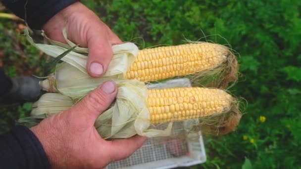 Un hombre pone una cosecha de maíz en una caja — Vídeos de Stock