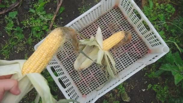 A man puts a corn crop in a box — Stock Video