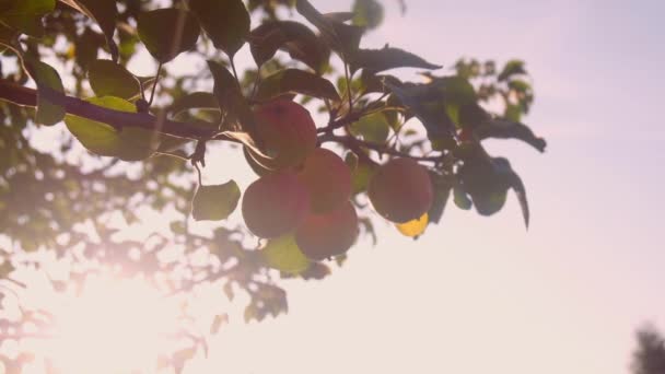 El hombre cosecha manzanas en el jardín. Fruta — Vídeo de stock