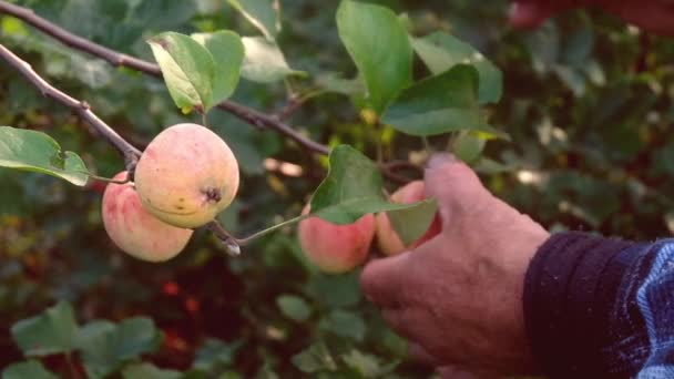 O homem colhe maçãs no jardim. frutos — Vídeo de Stock