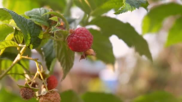 Picking raspberries in the garden. To the jar. — Stock Video