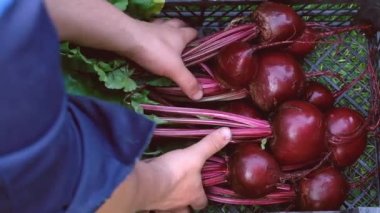 Yeni toplanmış pancarlarla çiftçilerin elleri. Organik sebze hasadı