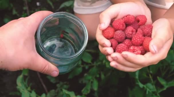 Урожай малины в стеклянной чаше в руках ребенка — стоковое видео