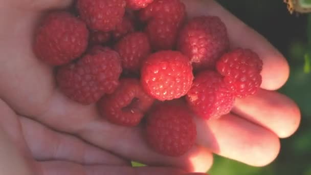 Gezond eten, diëten, vegetarisch voedsel en mensen concept - close-up van de vrouw hand met frambozen — Stockvideo