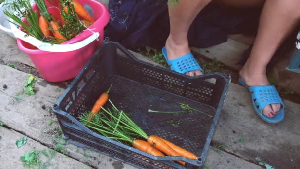 Femme fait des grappes de carottes — Video