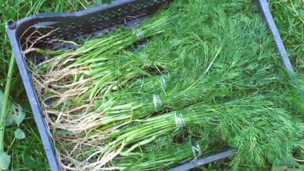 Hombre granjero en el jardín tiene un montón de verduras frescas de eneldo. Concepto de cosecha. Jardinería . — Vídeos de Stock